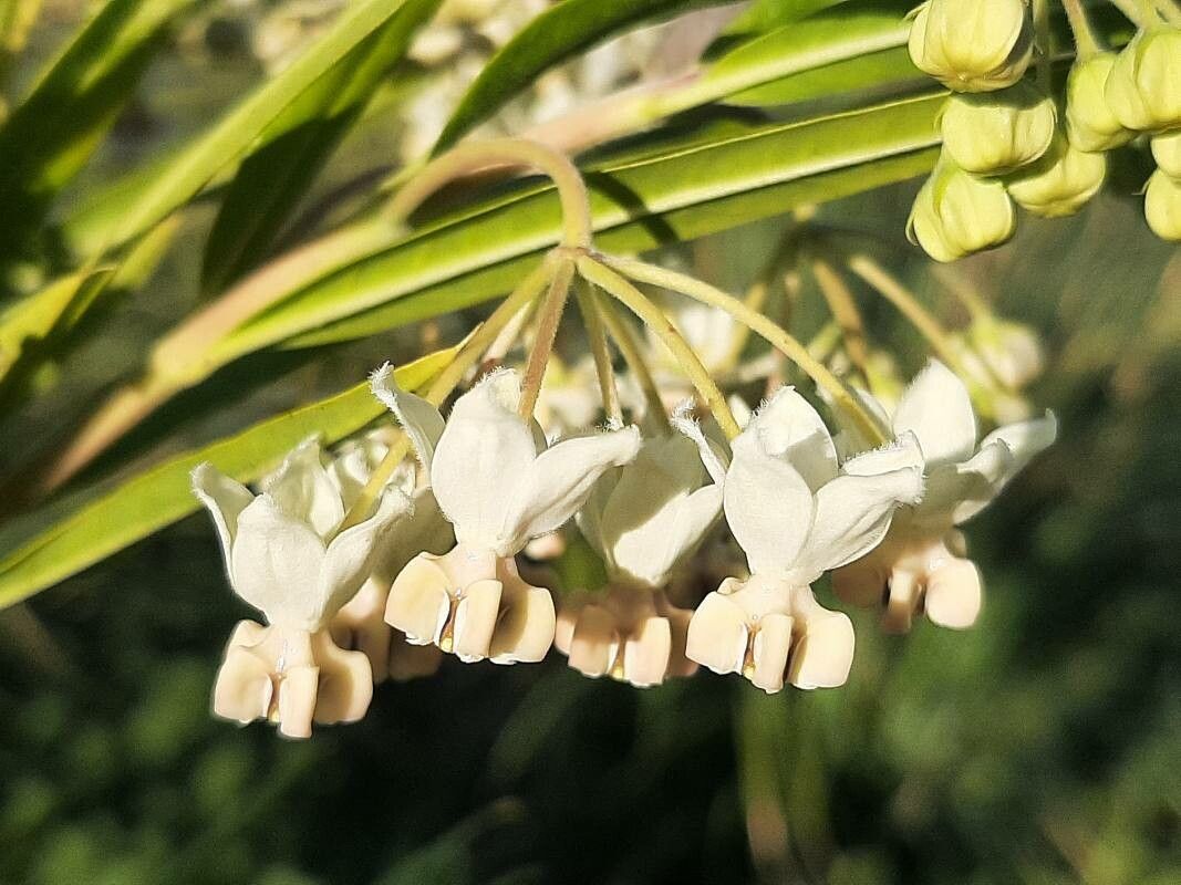 Gomphocarpus fruticosus flower