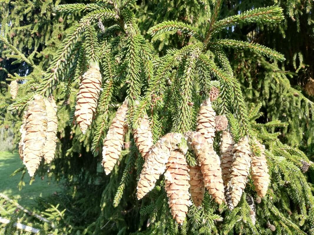Picea orientalis fruit