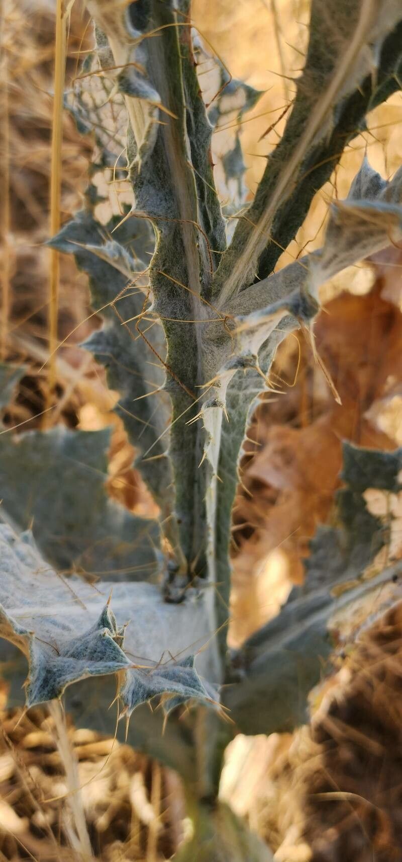Onopordum leptolepis bark