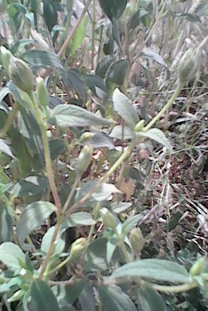 Blainvillea gayana — related species from the same genus