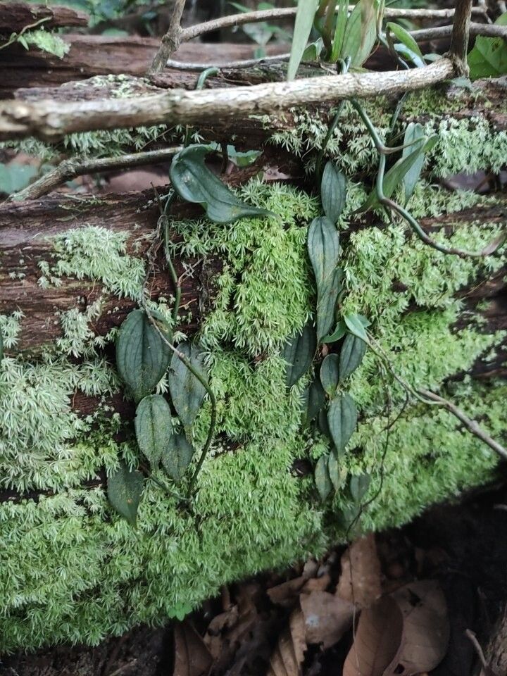 Philodendron hopkinsianum habit