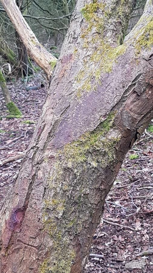 Aesculus × bushii bark