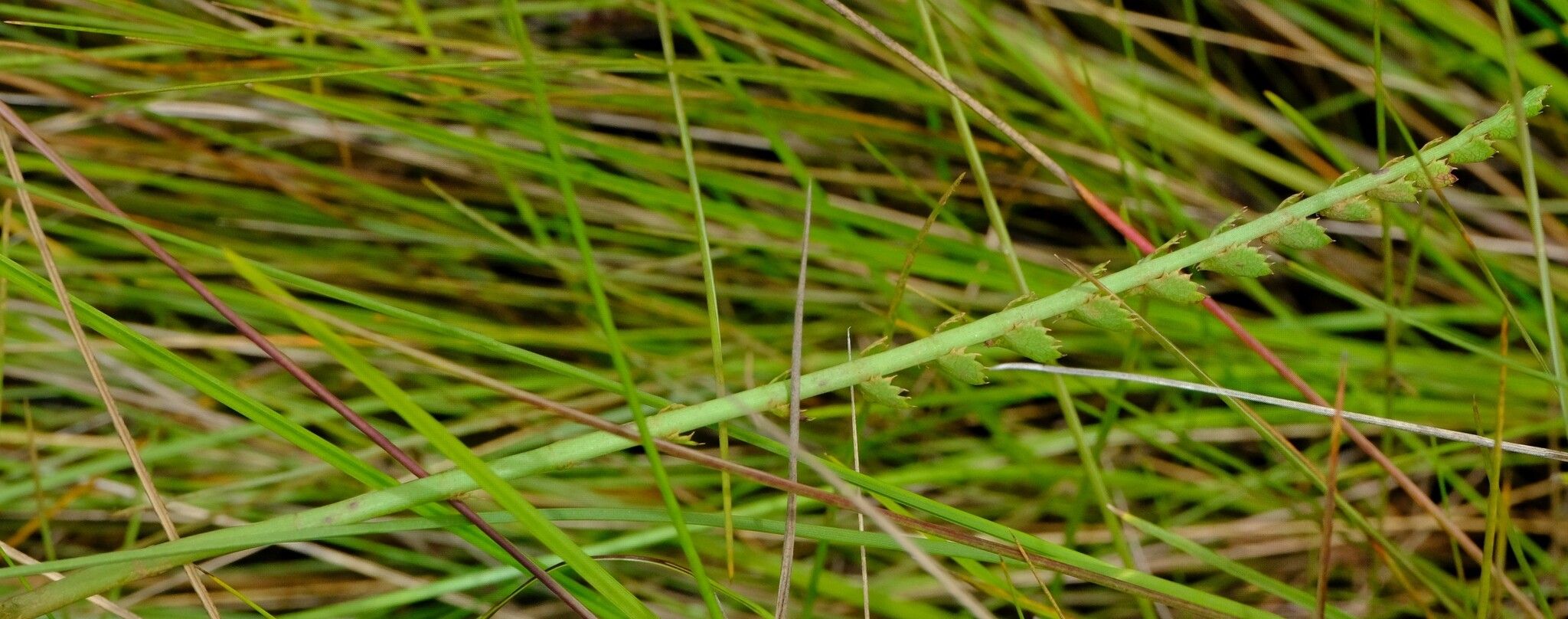 Berula imbricata — related species from the same genus