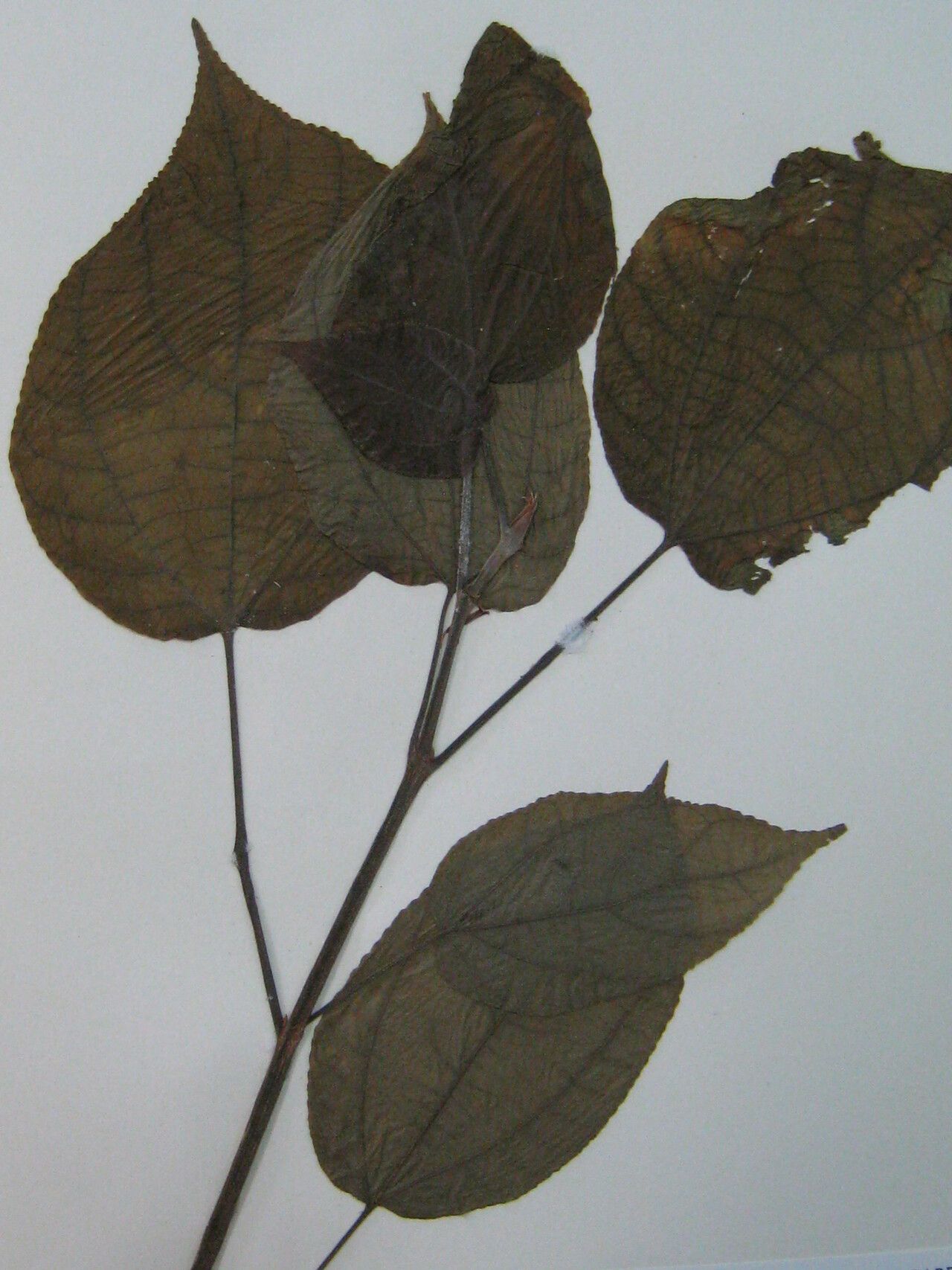 Bagassa guianensis — search result for 'Moraceae'