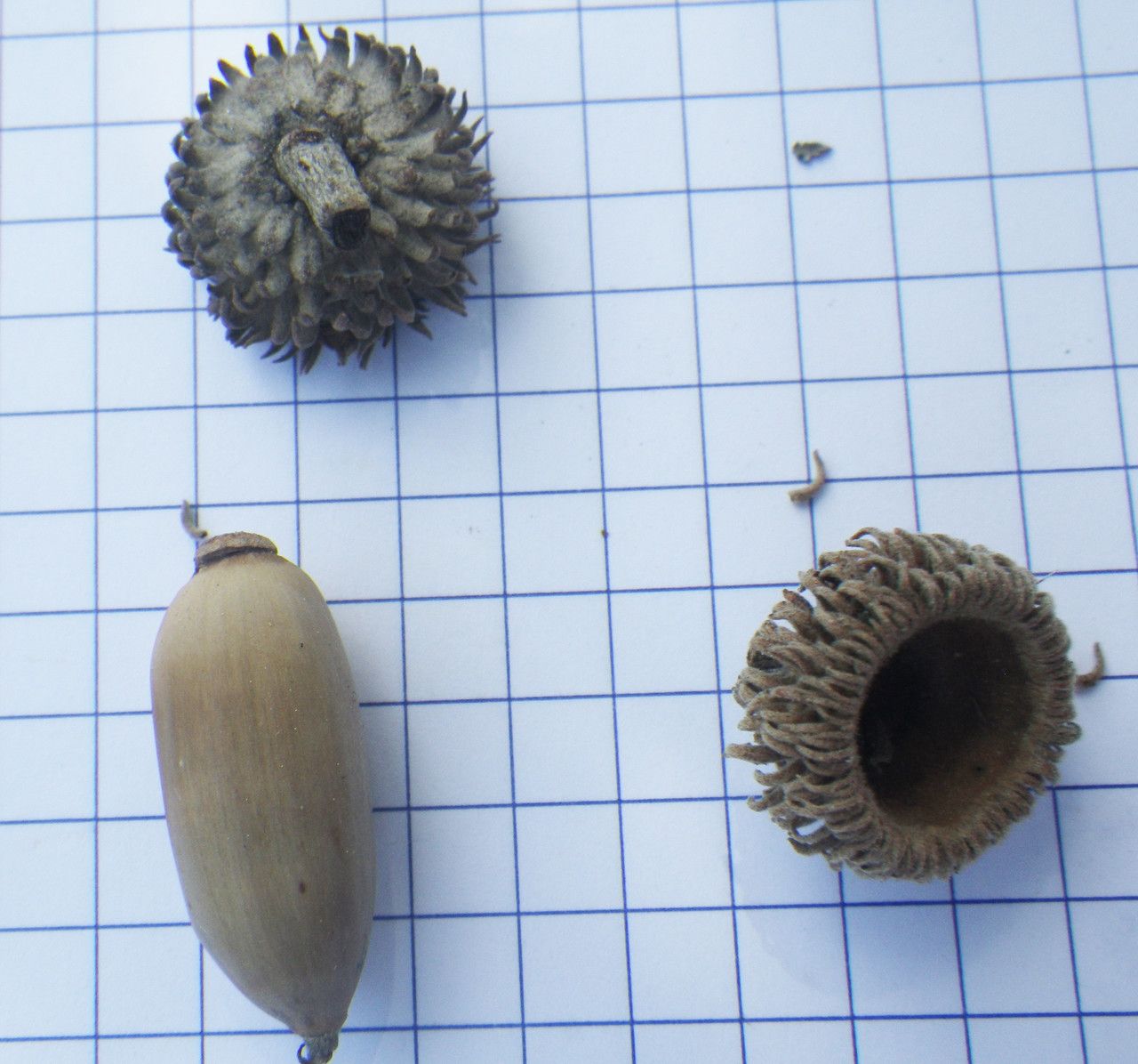 Quercus alnifolia fruit