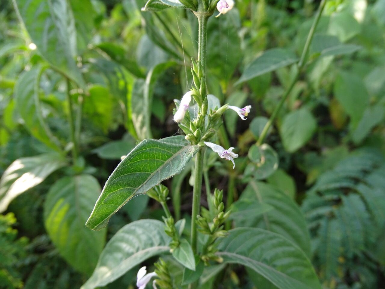 Hypoestes forsskaolii — houseplant care guide