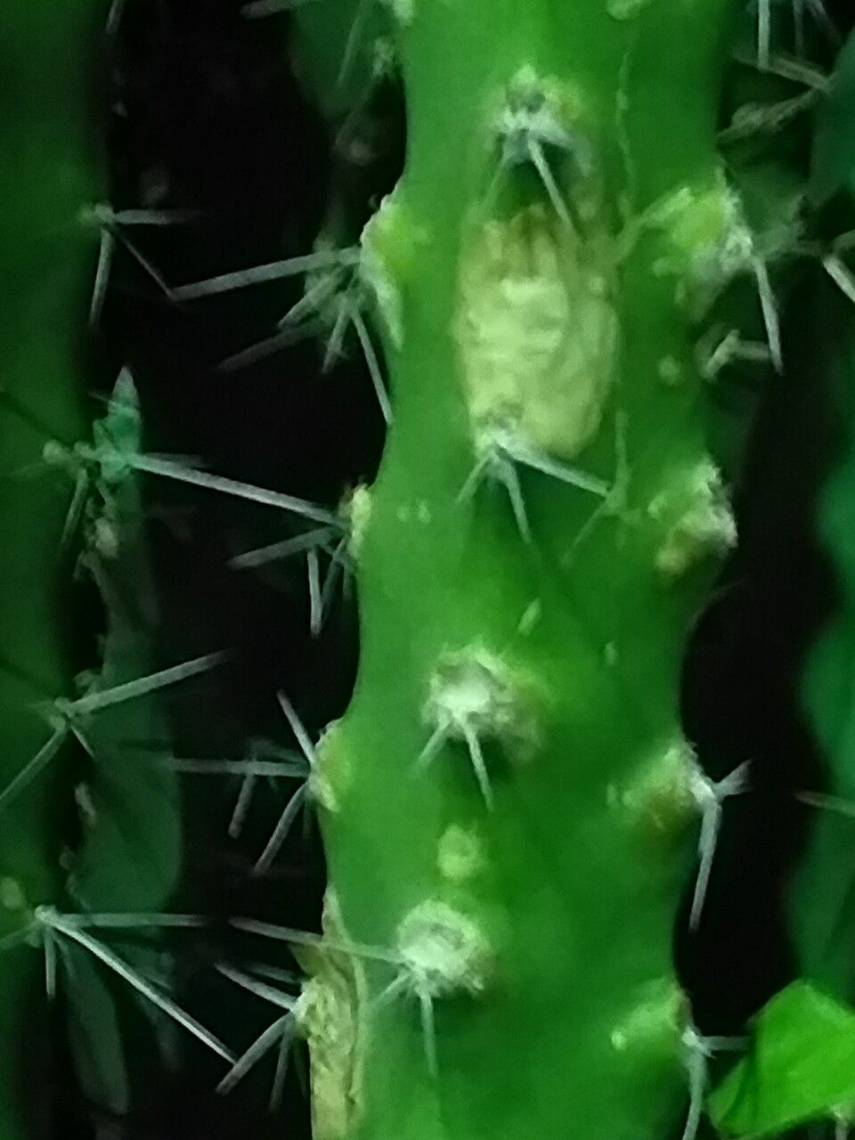 Harrisia pomanensis bark