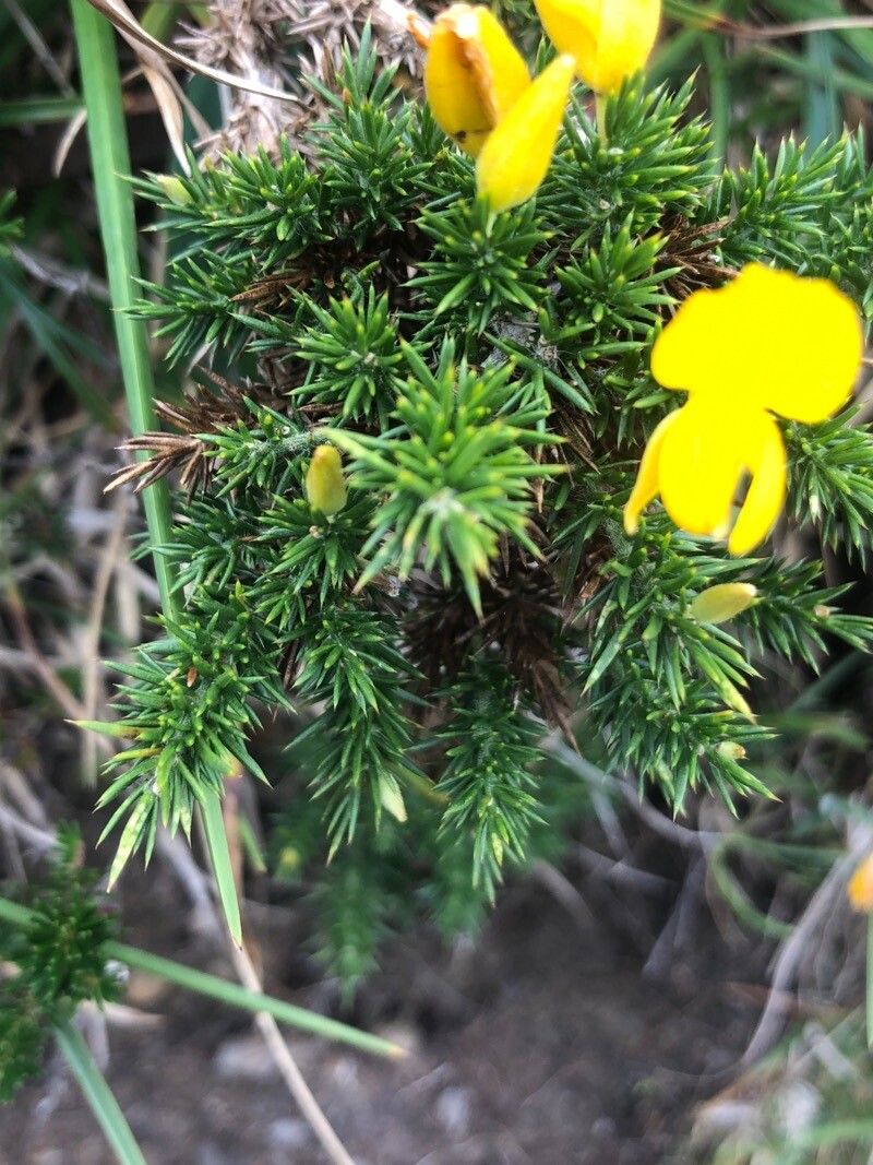 Ulex gallii leaf