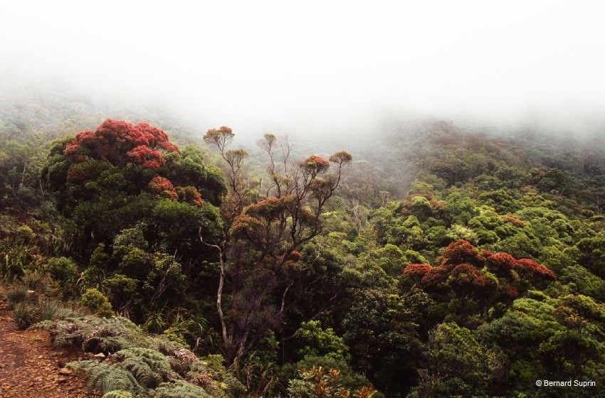 Metrosideros porphyrea habit