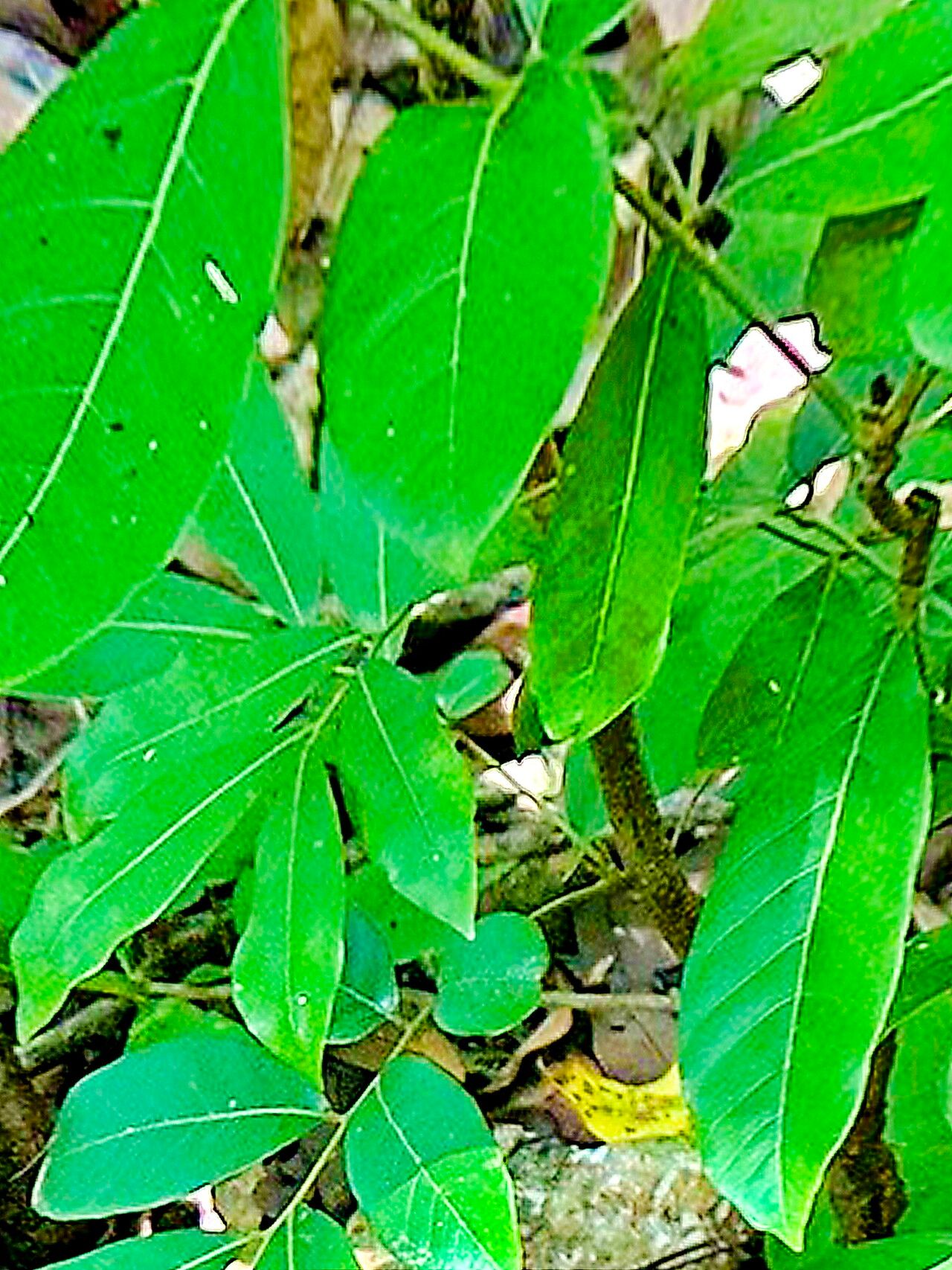 Amorphophallus hirtus — search result for 'Amorphophallus'
