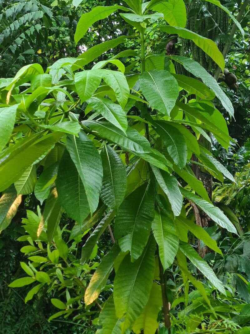 Alstonia macrophylla — search result for 'Alstonia'