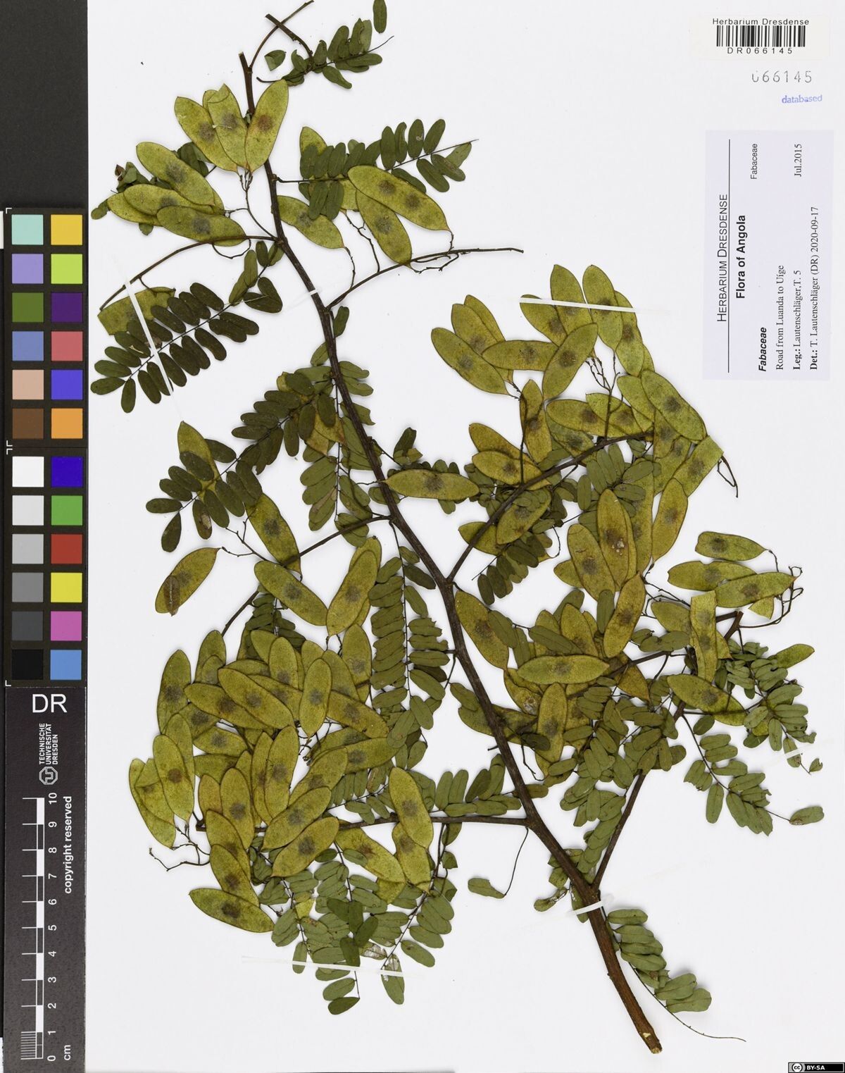 Dalbergia hostilis other