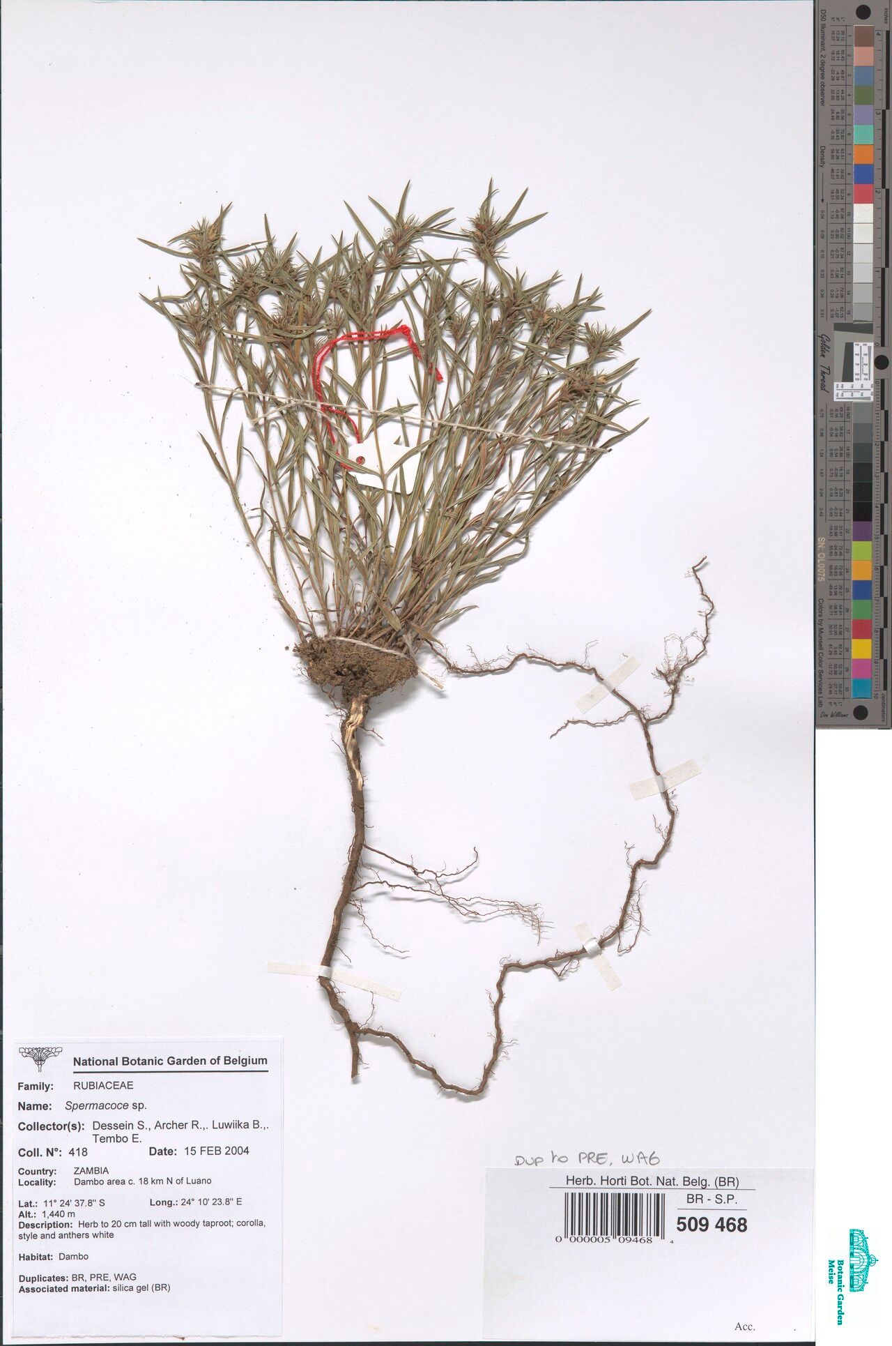 Spermacoce stipularis — search result for 'Spermacoce'