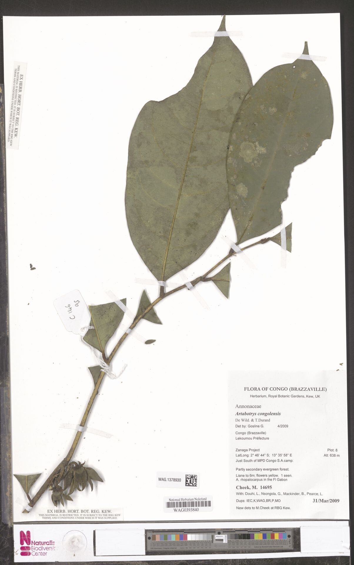 Artabotrys congolensis — related species from the same genus