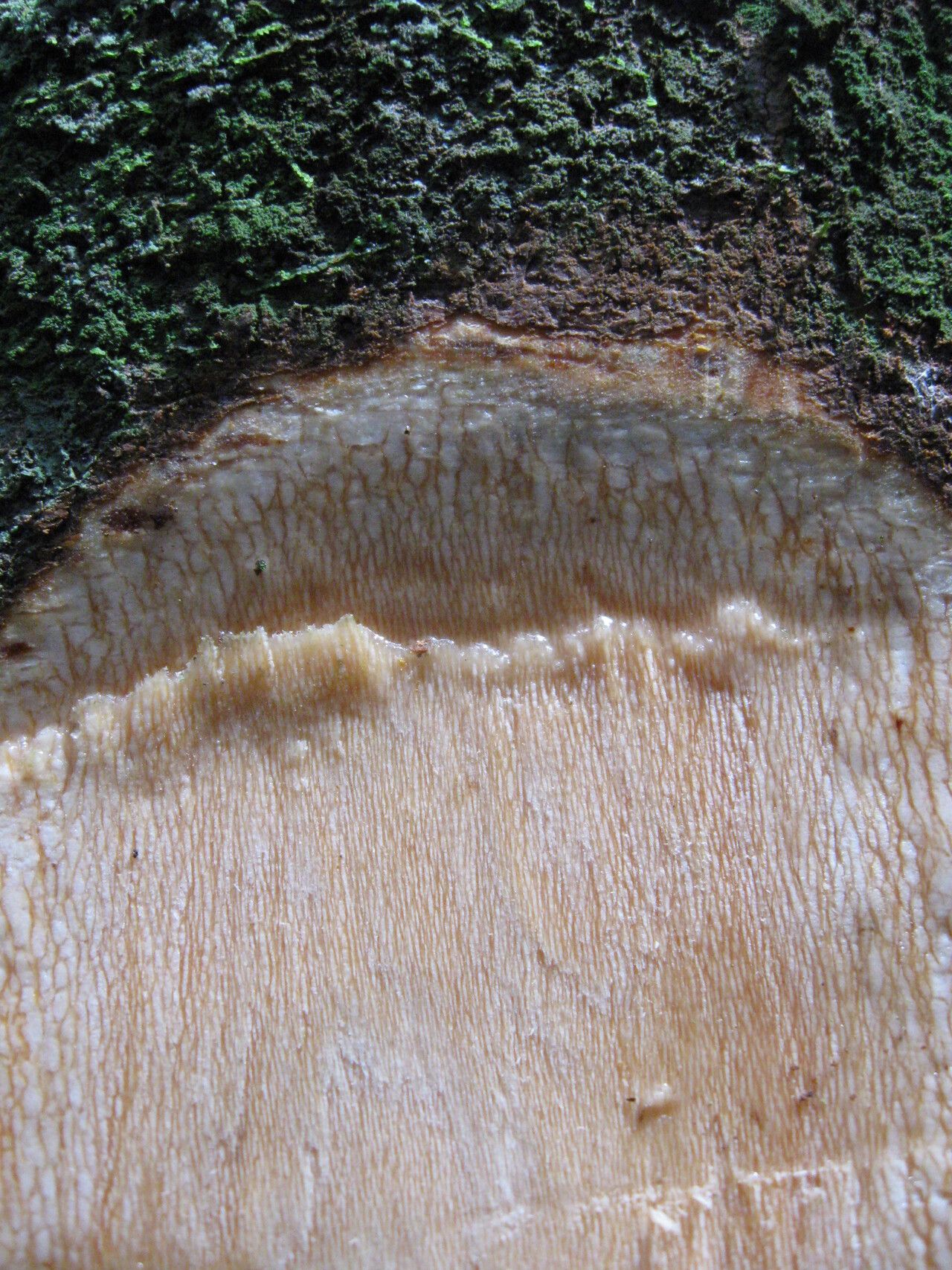 Garcinia mannii bark