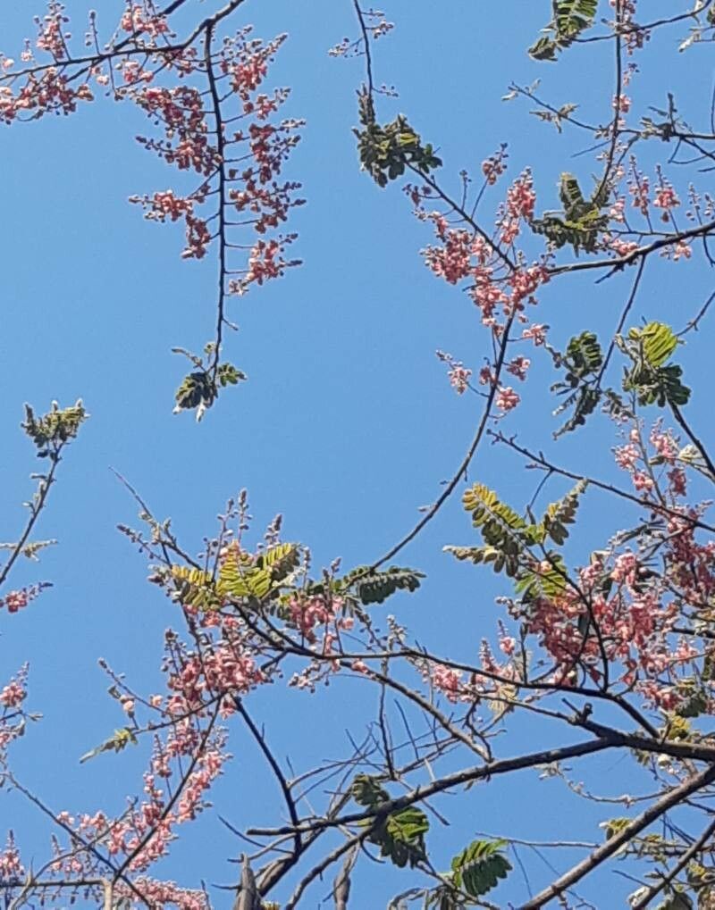 Cassia grandis flower