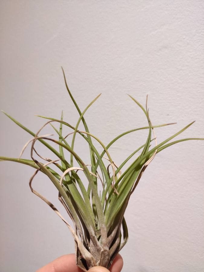 Tillandsia paucifolia leaf