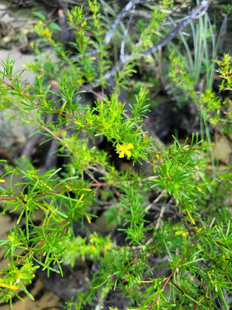 Hypericum fasciculatum — search result for 'Hypericaceae'