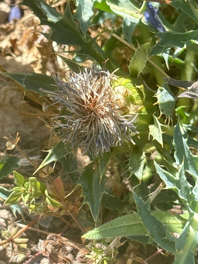 Carthamus matritensis flower
