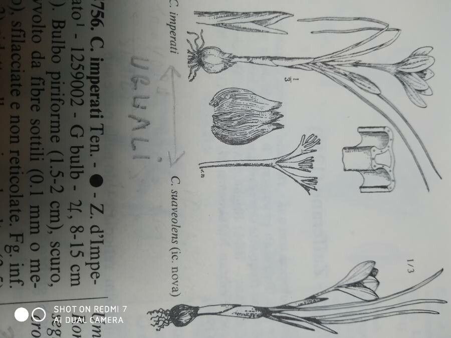 Crocus suaveolens — houseplant care guide