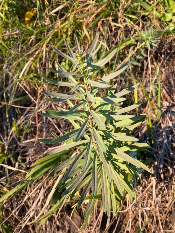 Euphorbia esula leaf