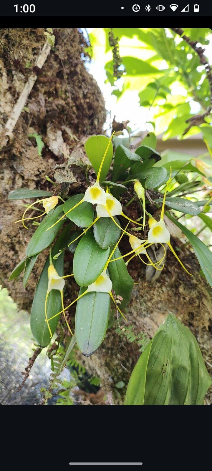 Masdevallia attenuata flower