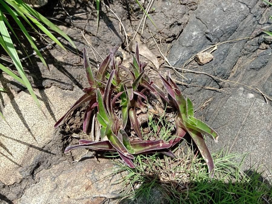 Tradescantia reverchonii — search result for 'Commelinaceae'