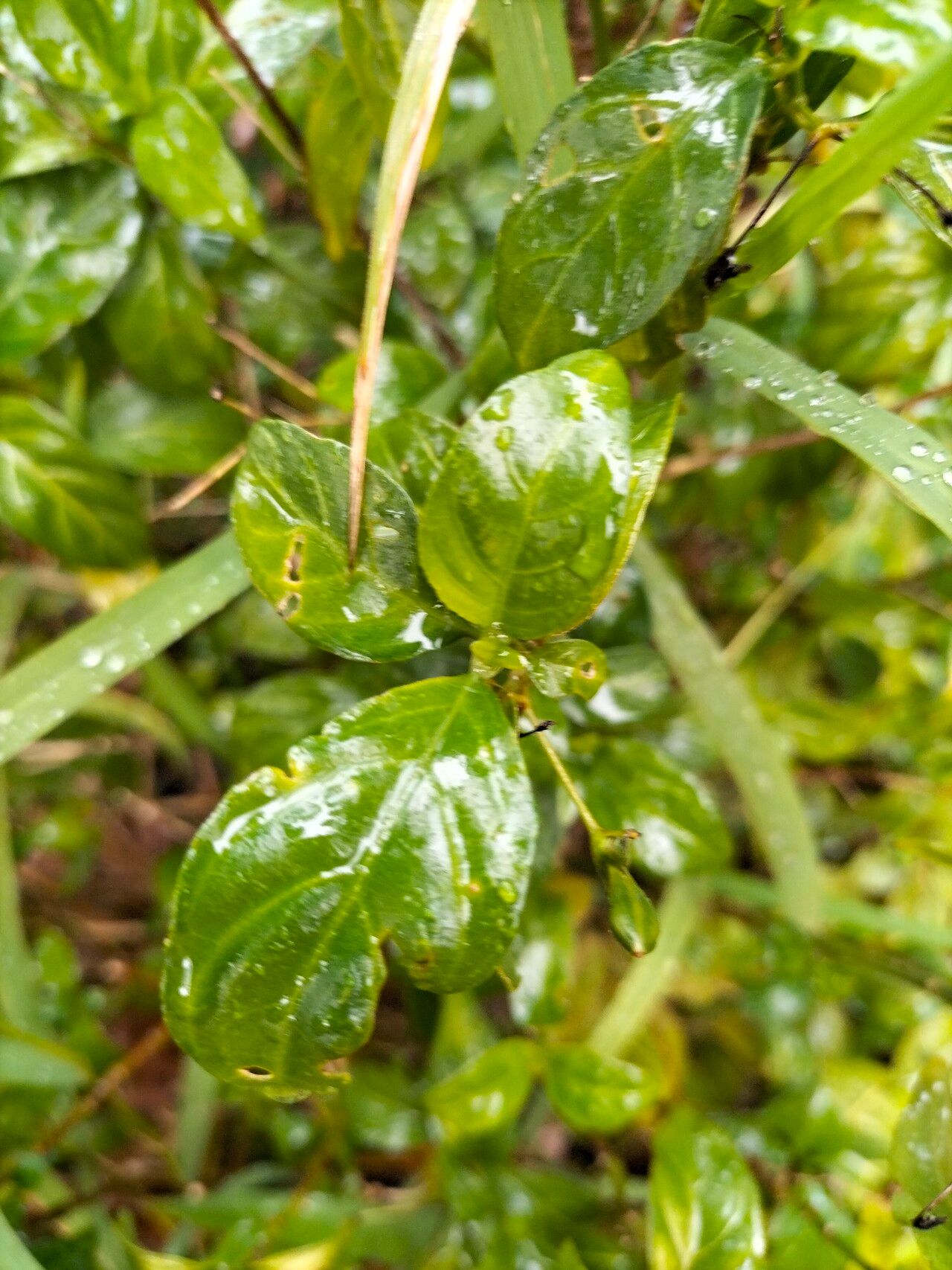 Justicia campylostemon — houseplant care guide