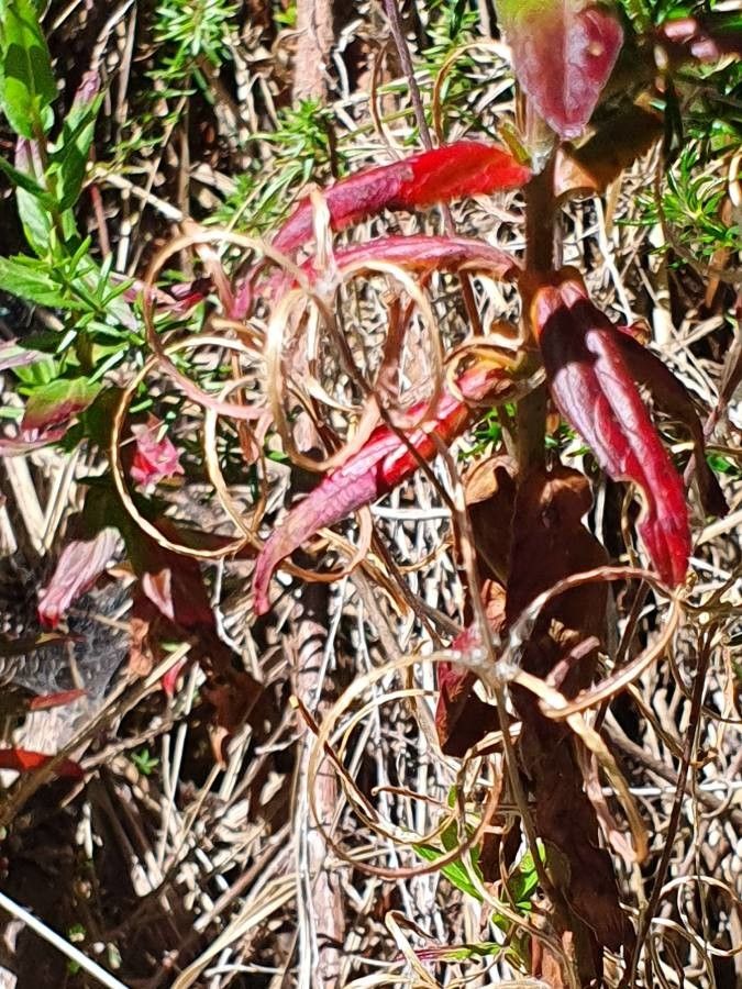 Epilobium stereophyllum fruit