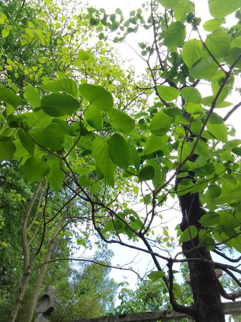 Clerodendrum mandarinorum leaf