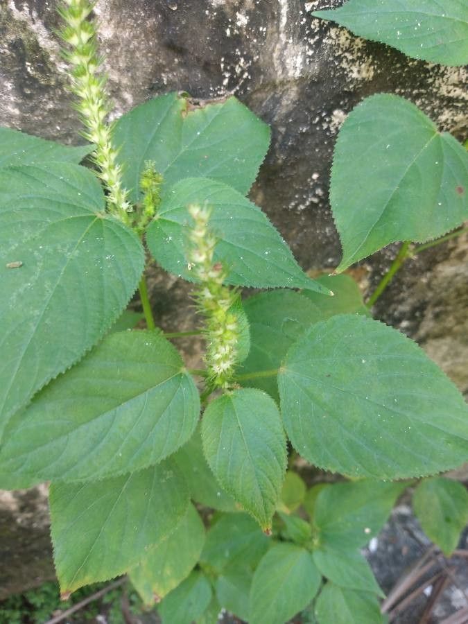 Acalypha polystachya flower