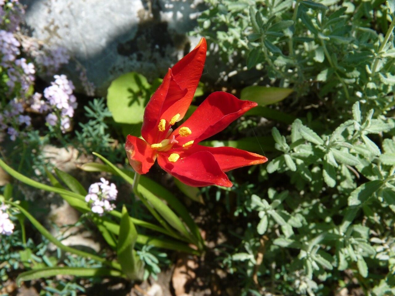 Tulipa sprengeri other