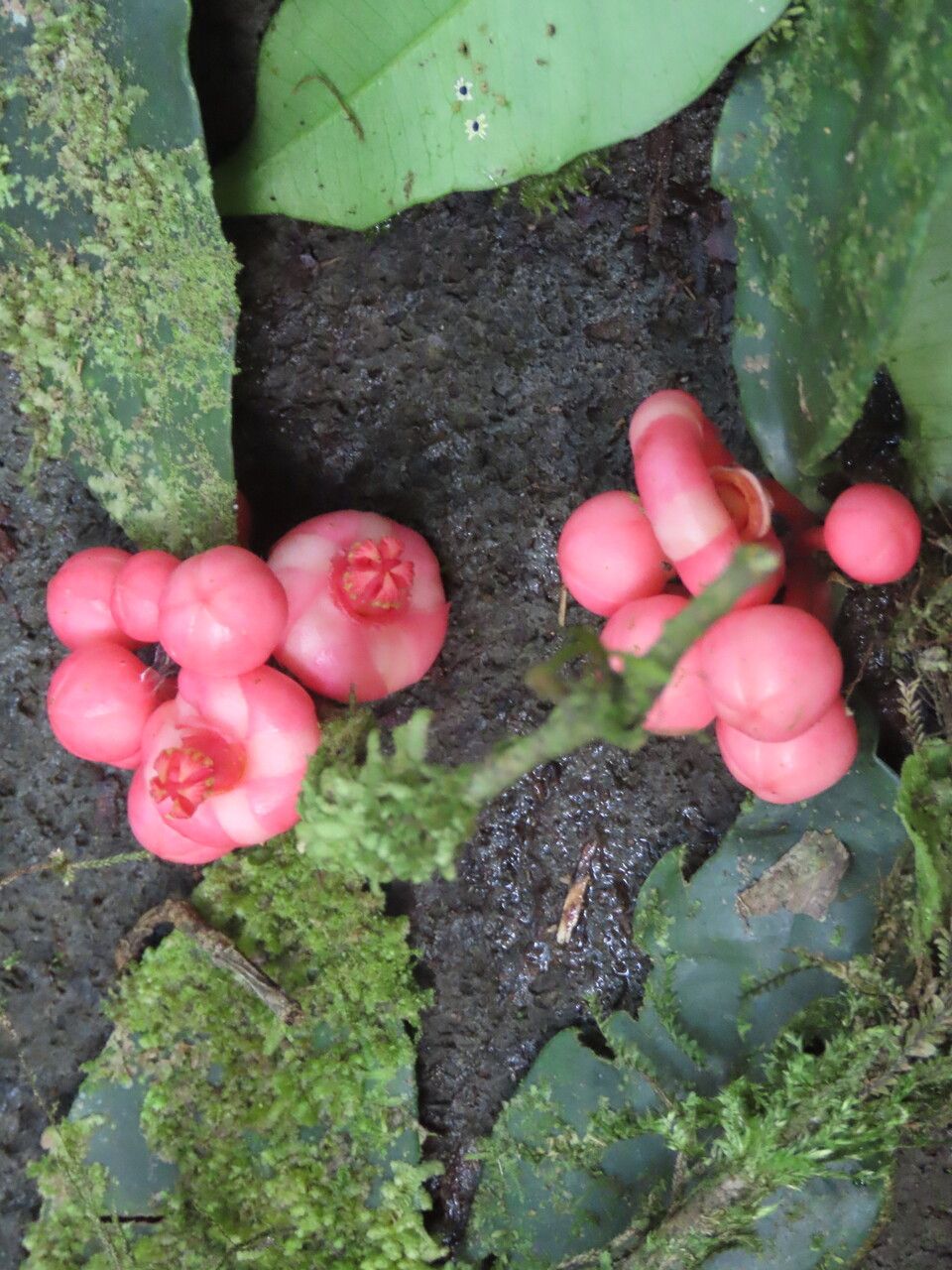 Symphonia globulifera flower