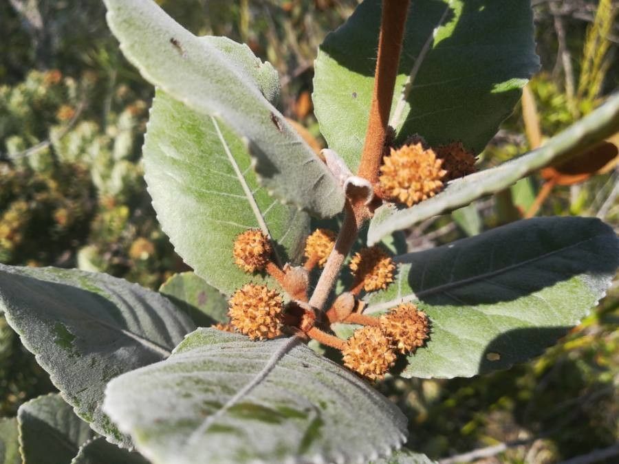 Pancheria ferruginea fruit