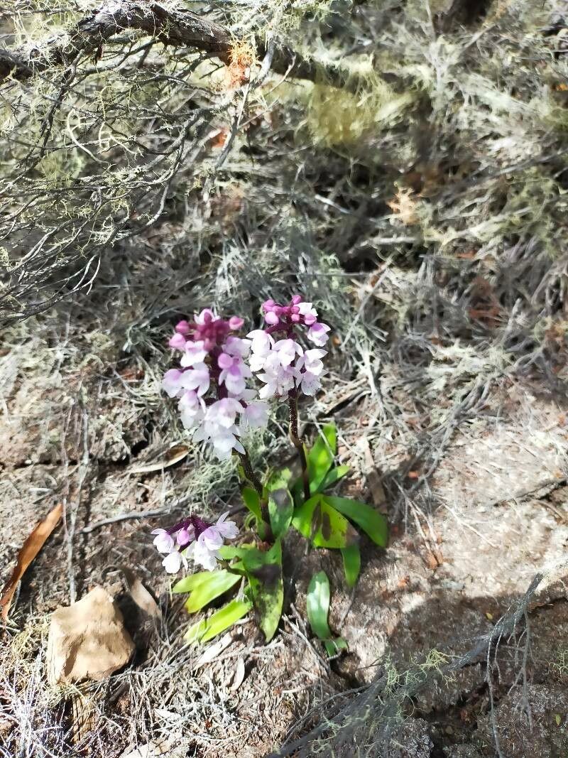 Cynorkis constellata — houseplant care guide