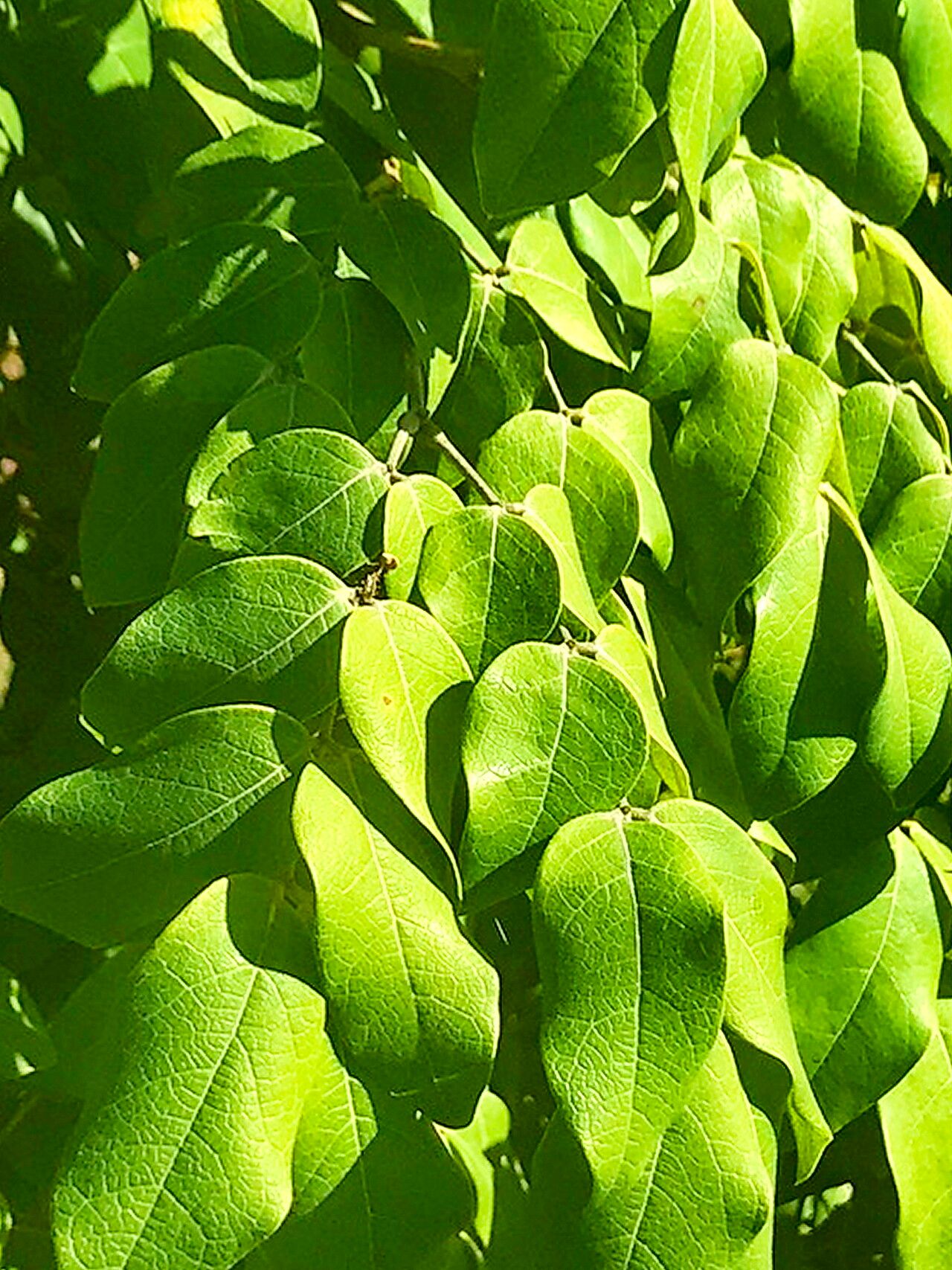 Archidendron lovelliae — houseplant care guide