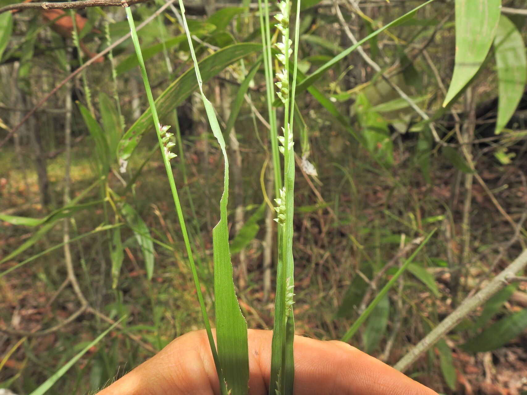 Setaria gausa — search result for 'Setaria'