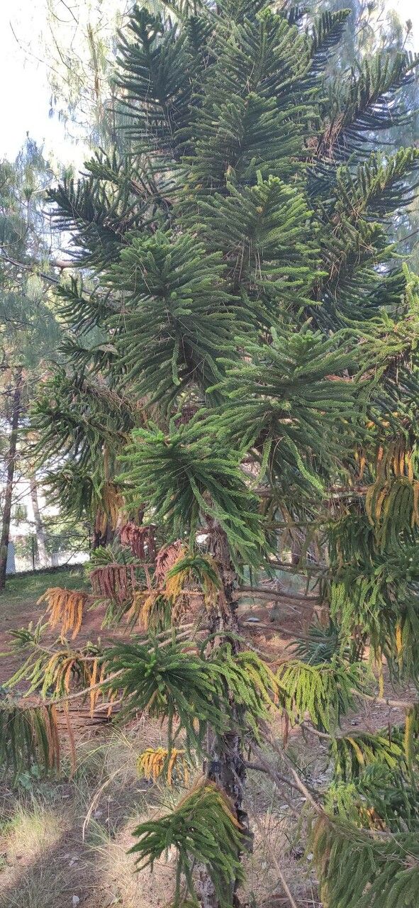 Araucaria luxurians habit
