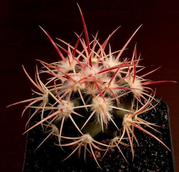 Echinocactus polycephalus