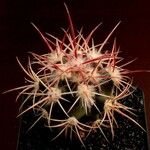 Echinocactus polycephalus