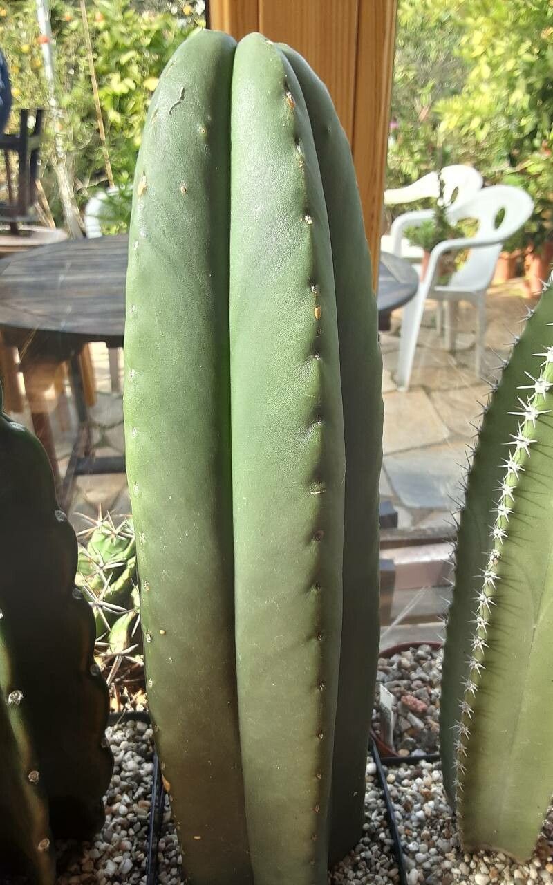 Echinopsis scopulicola bark