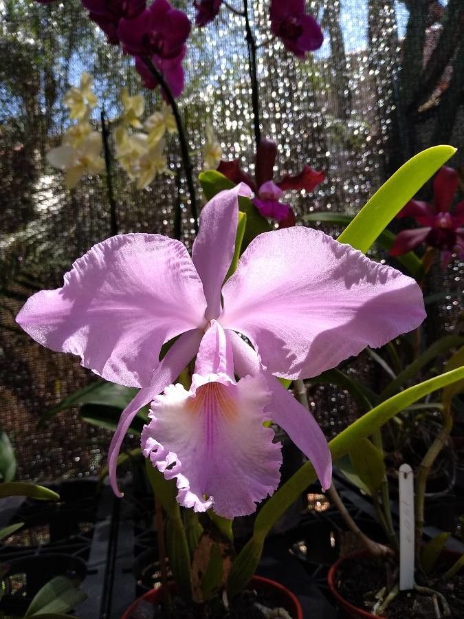Cattleya warneri flower