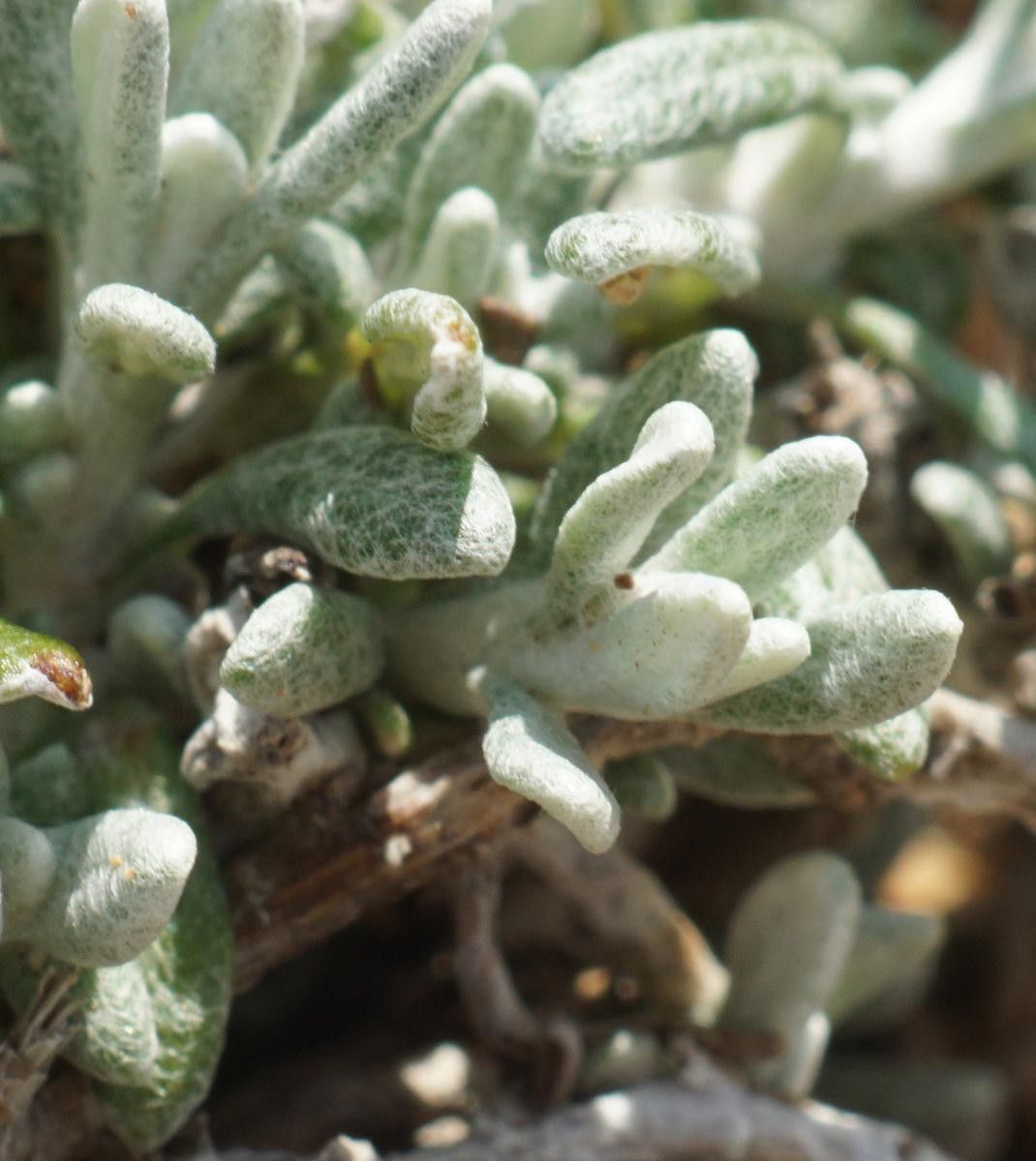 Helichrysum conglobatum leaf
