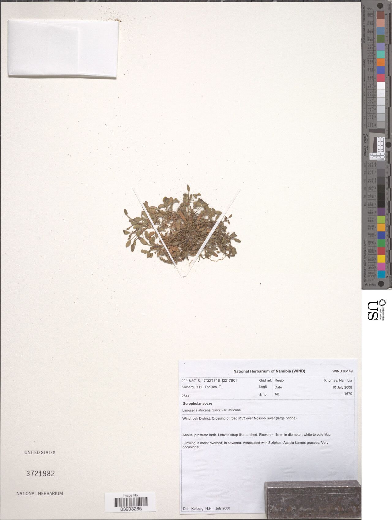 Limosella africana — related species from the same genus