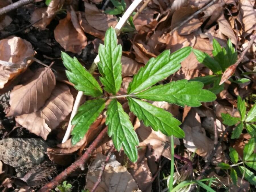 Cardamine heptaphylla leaf