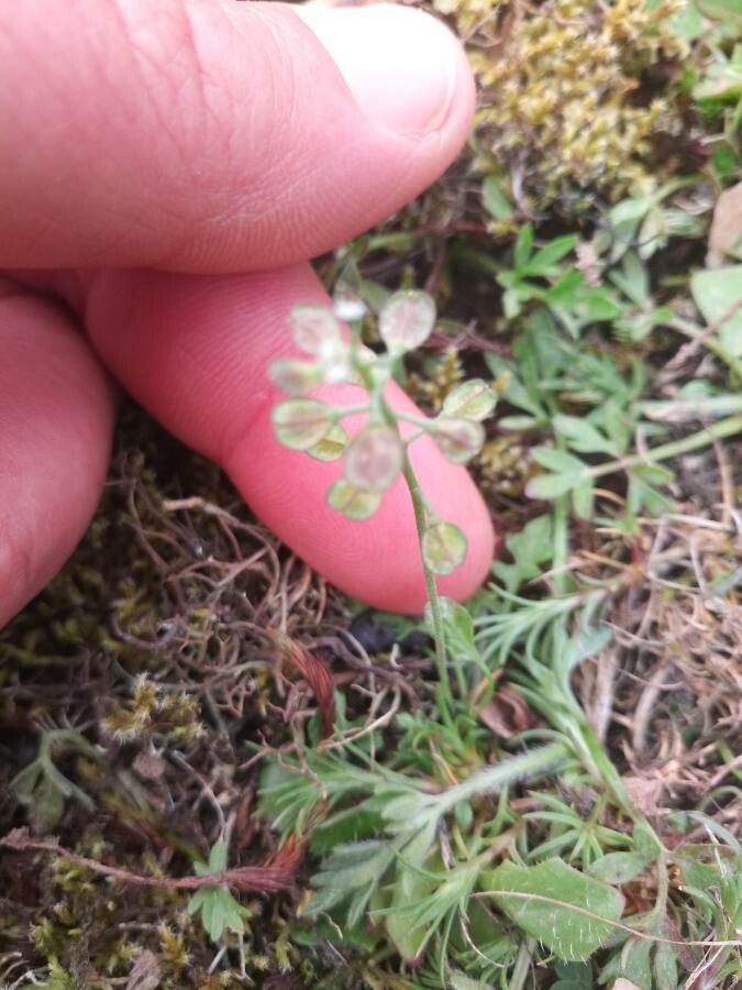 Teesdalia nudicaulis fruit