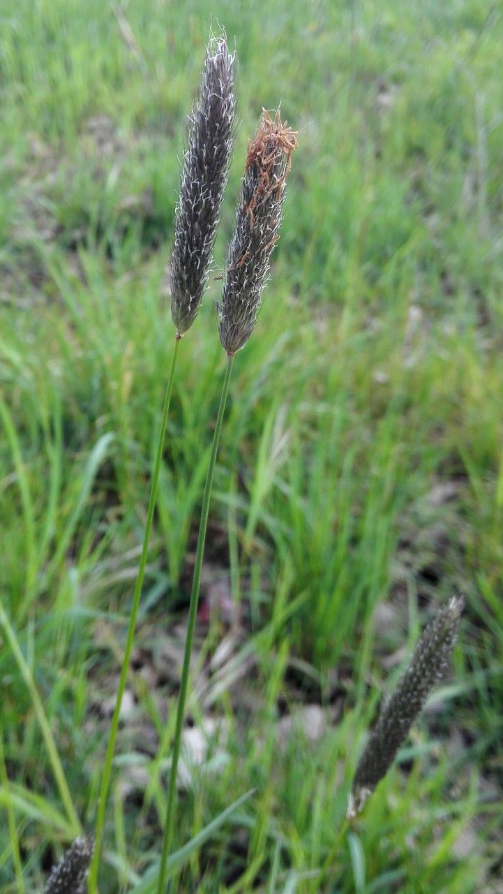 Alopecurus pratensis flower
