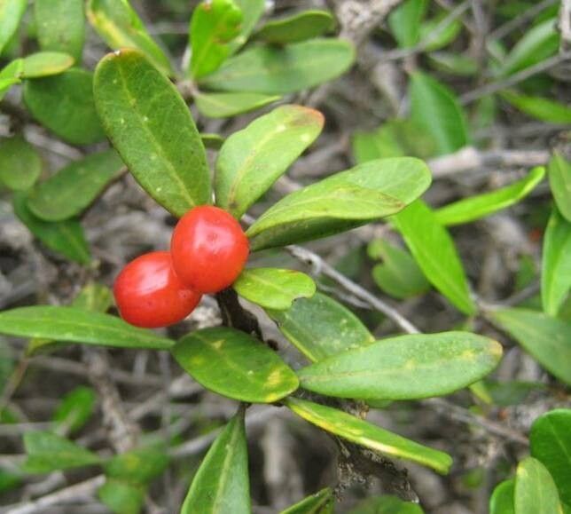 Castela galapageia — related species from the same genus