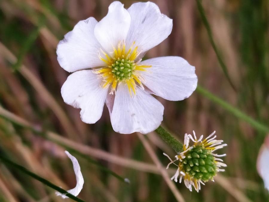 Ranunculus angustifolius flower