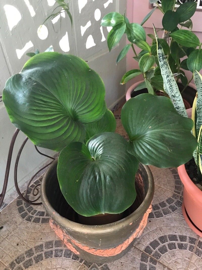 Proiphys amboinensis — search result for 'Vanuatu'